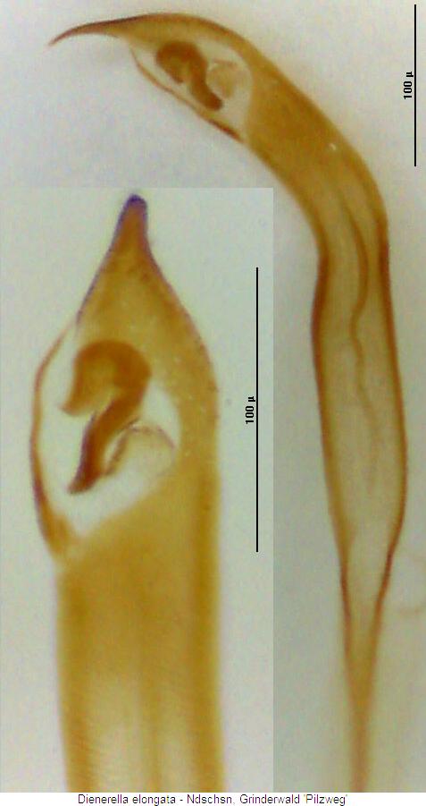 dienerella_elongata2.jpg