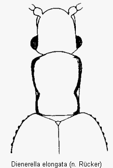 dienerella_elongata_vk.gif