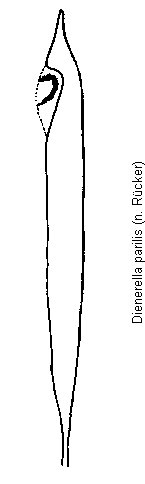dienerella_parilis.gif