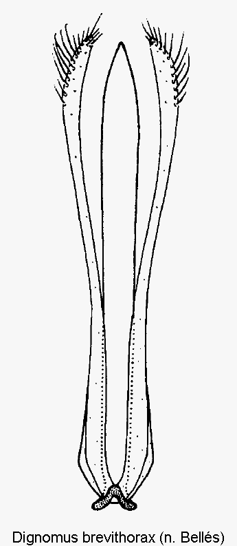 dignomus_brevithorax.gif