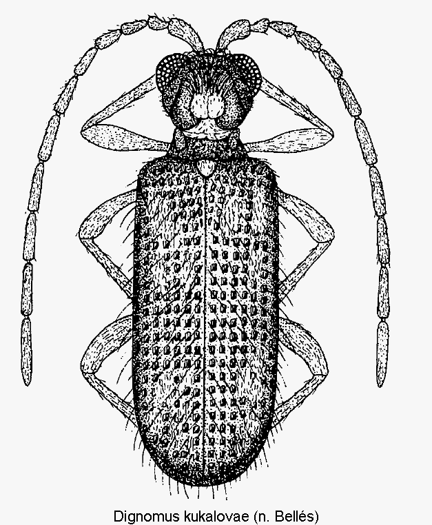 dignomus_kukalovae_hab.gif