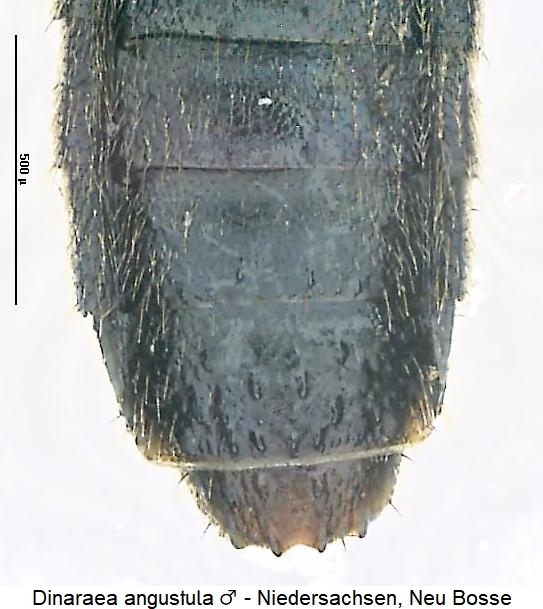dinaraea_angustula_hlb.jpg