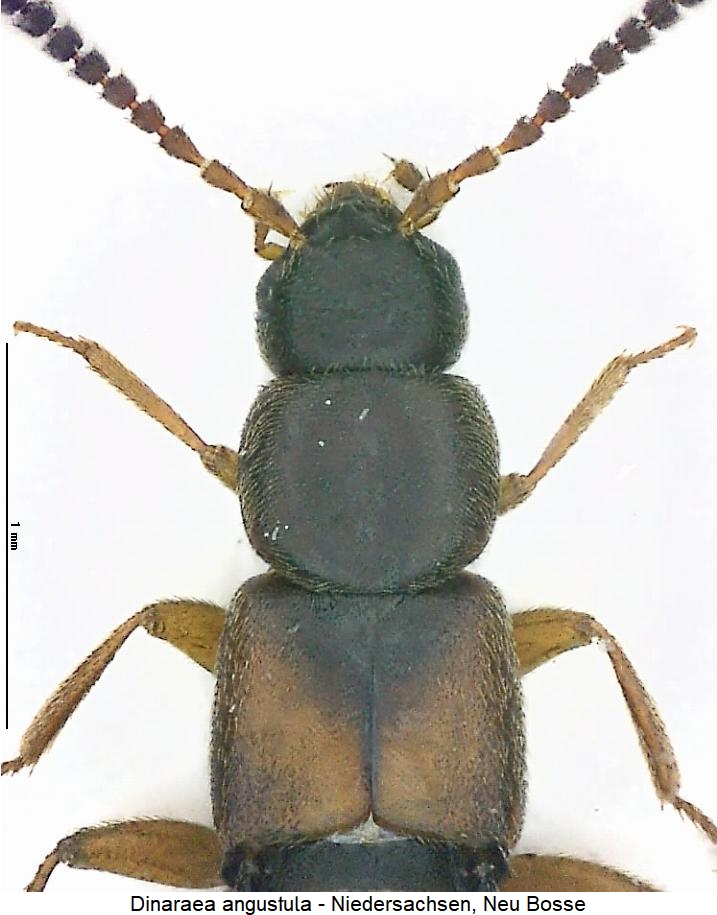 dinaraea_angustula_vk.jpg