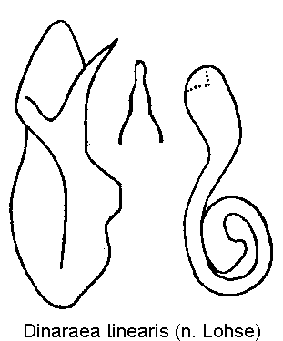 dinaraea_linearis.gif