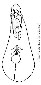 dinarda_dentata.gif