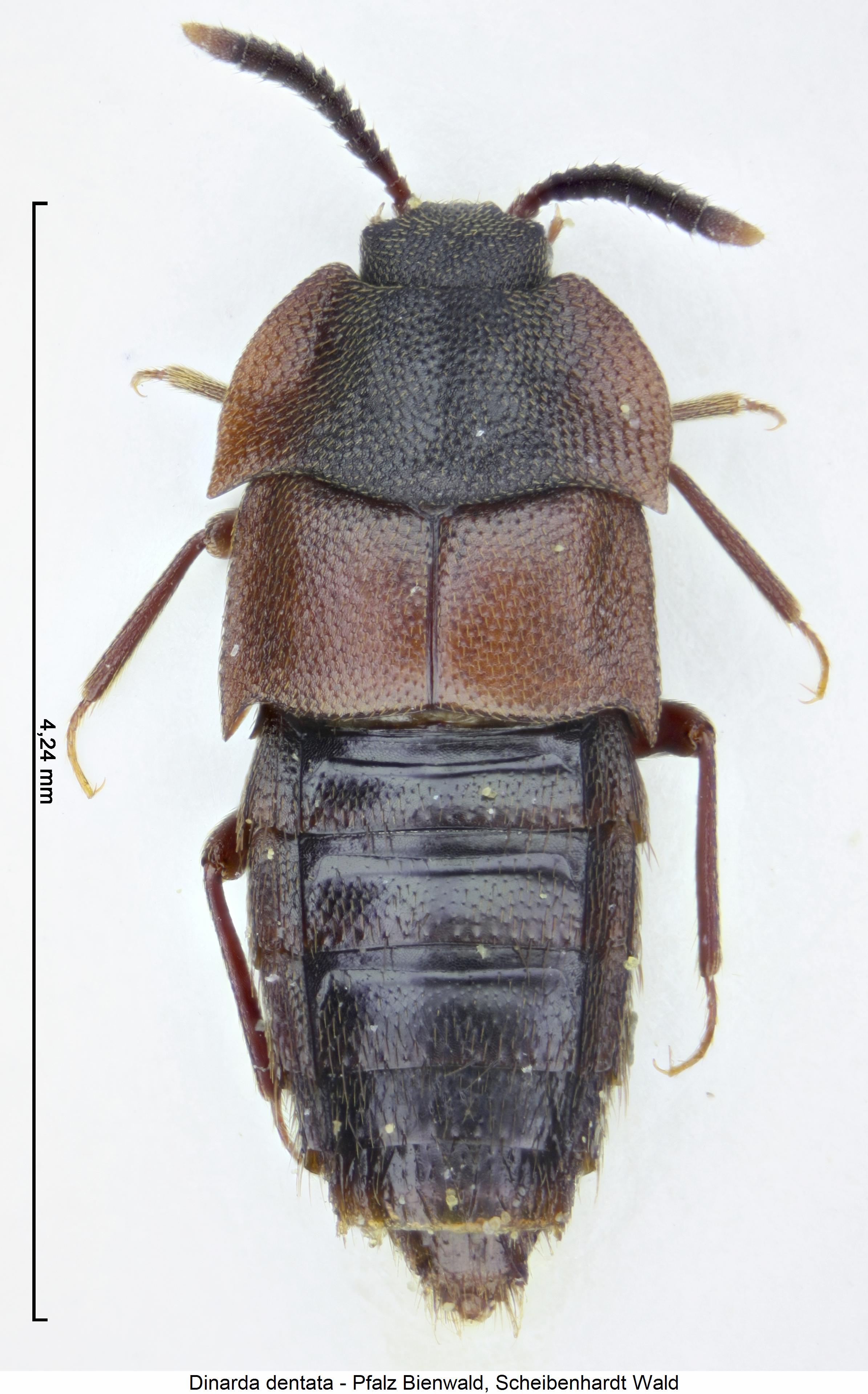 dinarda_dentata_hab1.jpg