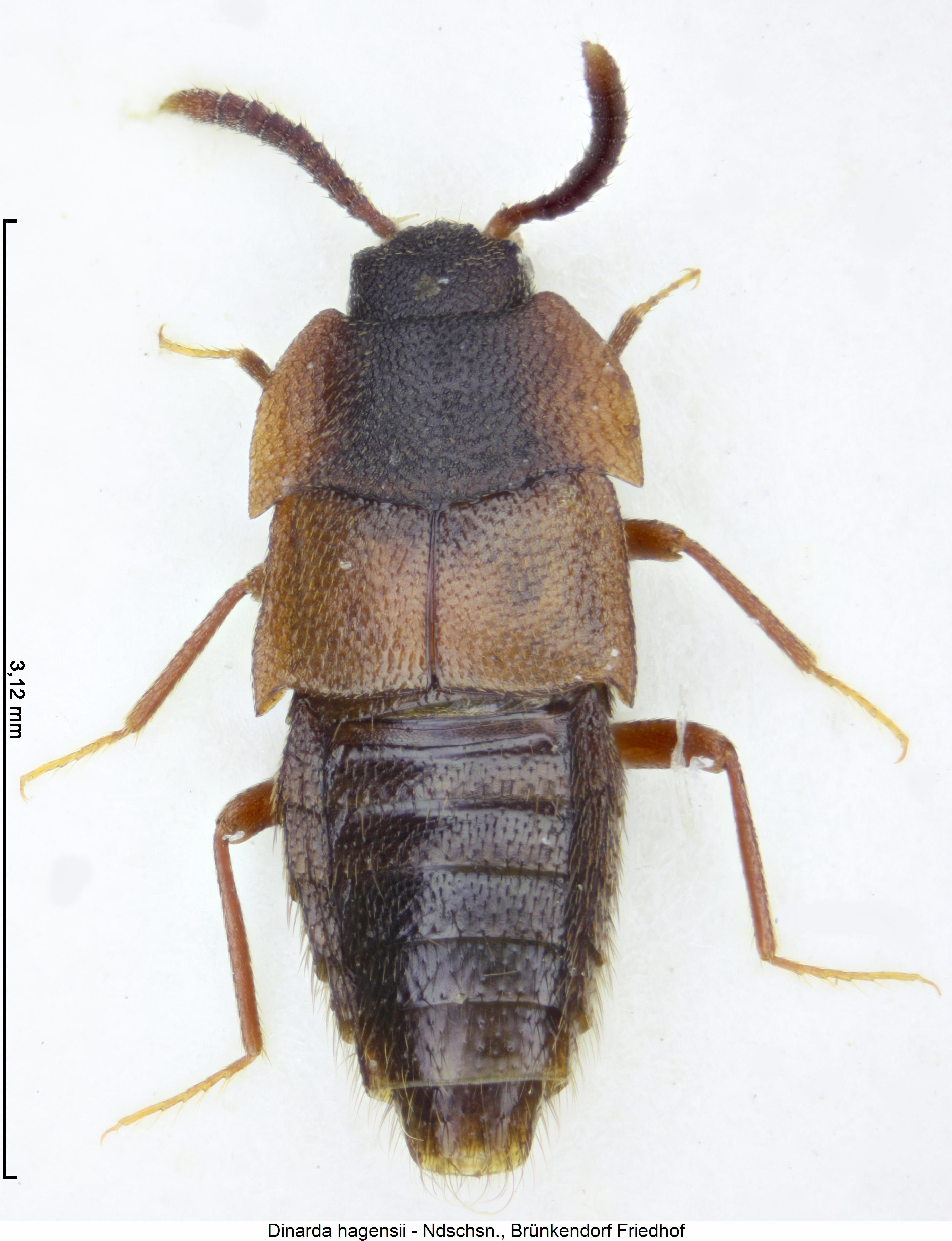 dinarda_hagensii_hab.jpg
