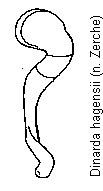 dinarda_hagensii_sperm.gif