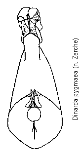 dinarda_pygmaea.gif