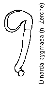 dinarda_pygmaea_sperm.gif