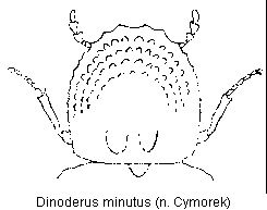 dinoderus_minutus_k.gif