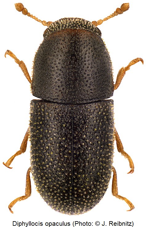 diphyllocis_opaculus_rbn.jpg