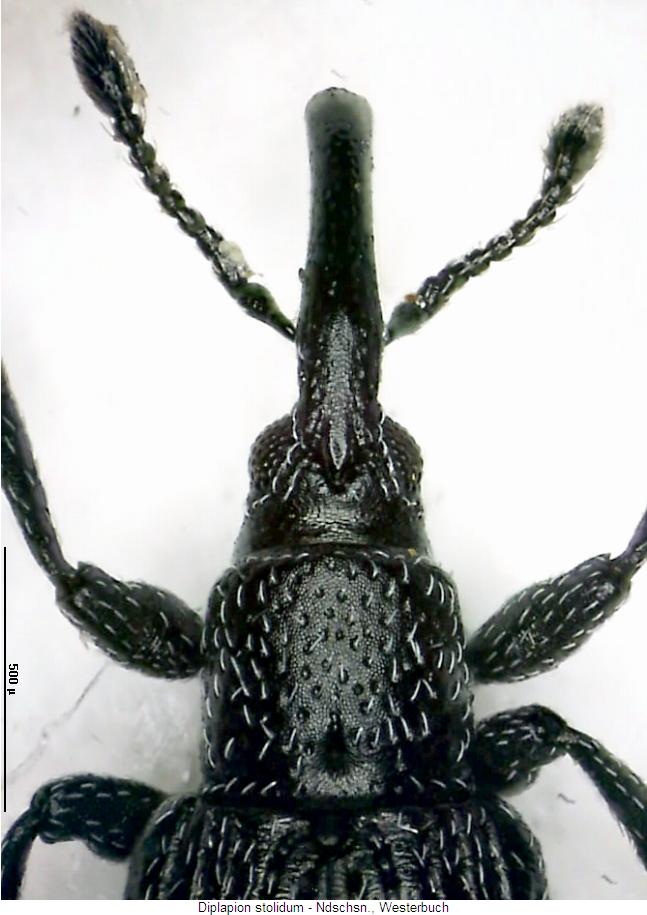 diplapion_stolidum_vk.jpg