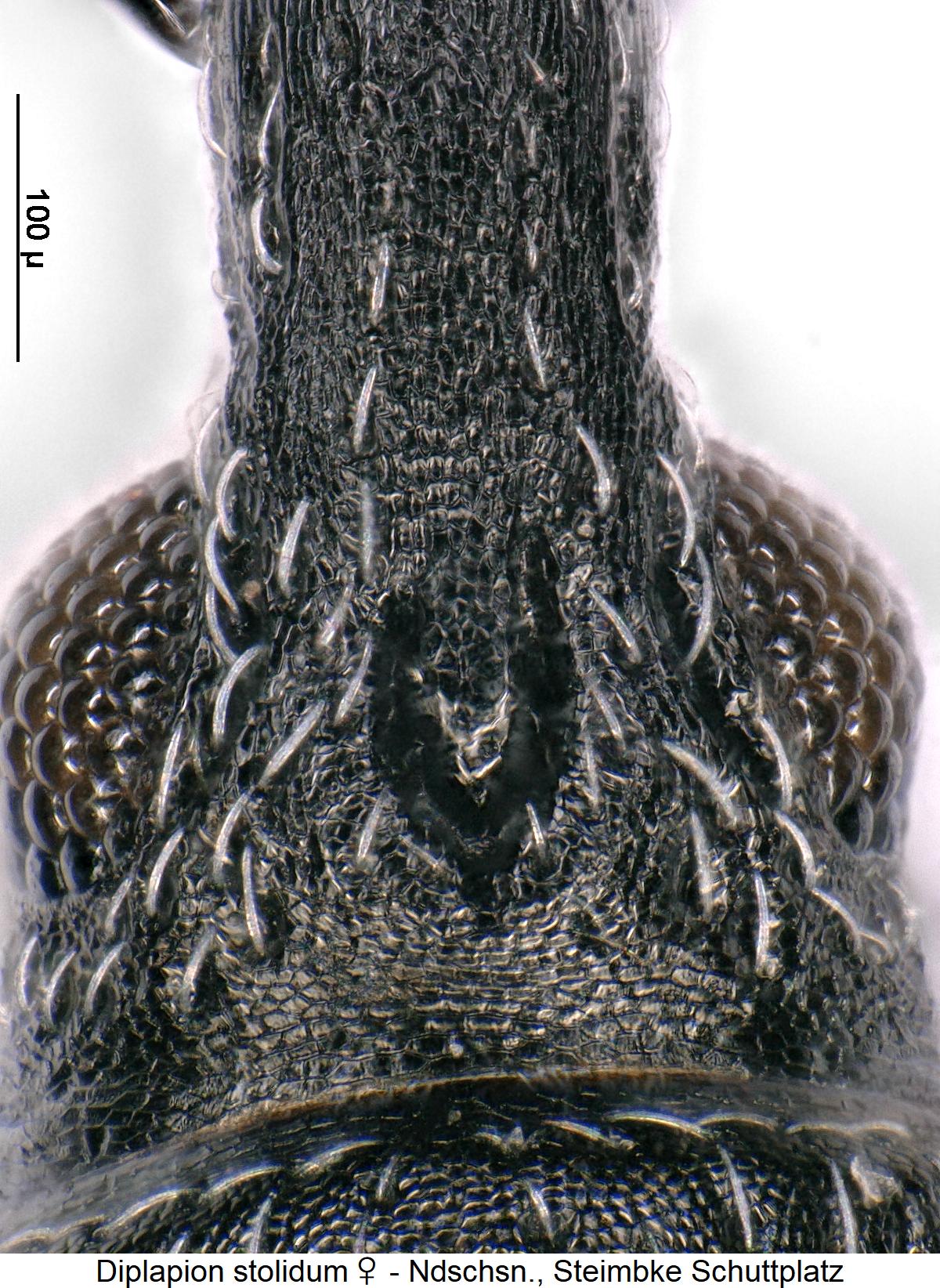 diplapion_stolidum_w_k.jpg