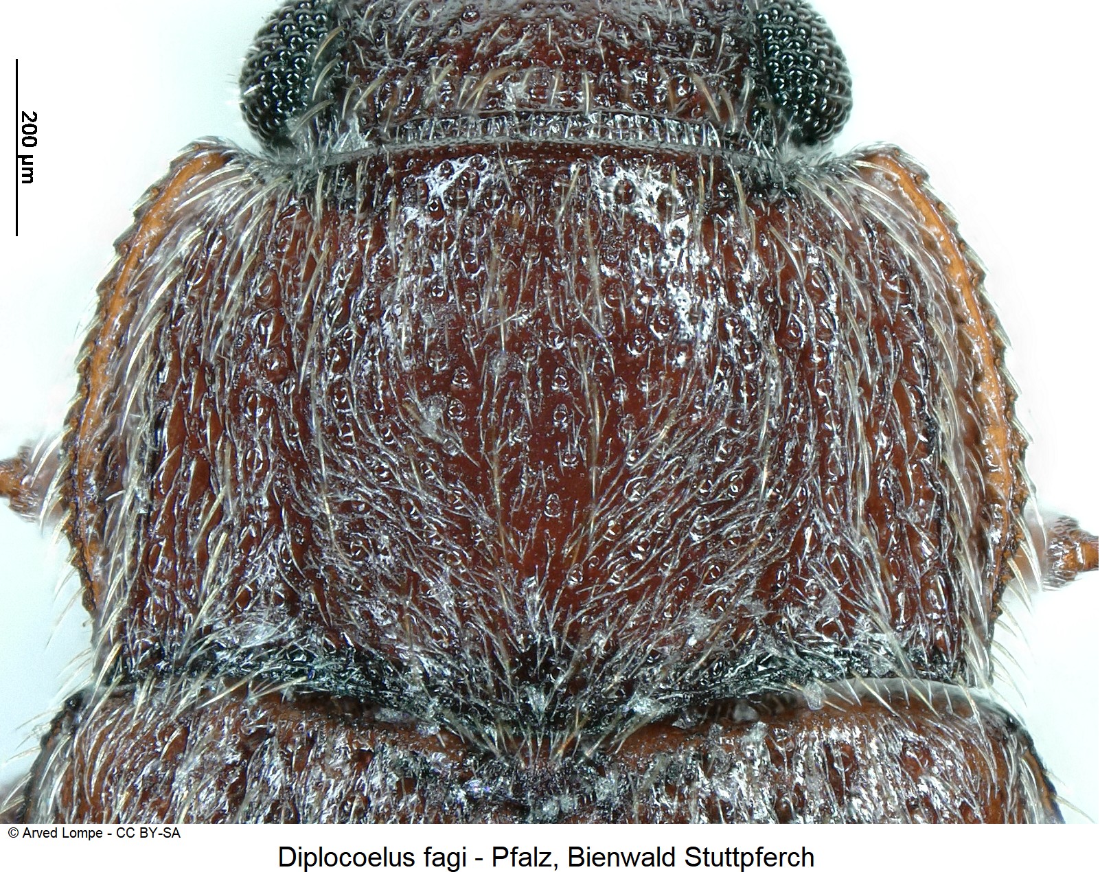 diplocoelus_fagi_ck24091_hsch.jpg