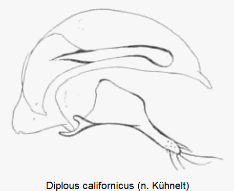 diplous_californicus.gif