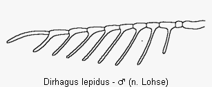 dirhagus_lepidus_f.gif