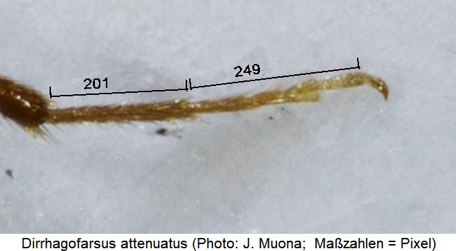 dirrhagofarsus_attenuatus_htr-1.jpg