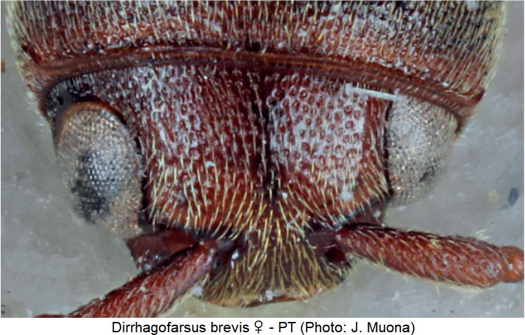 dirrhagofarsus_brevis_w_vk.jpg
