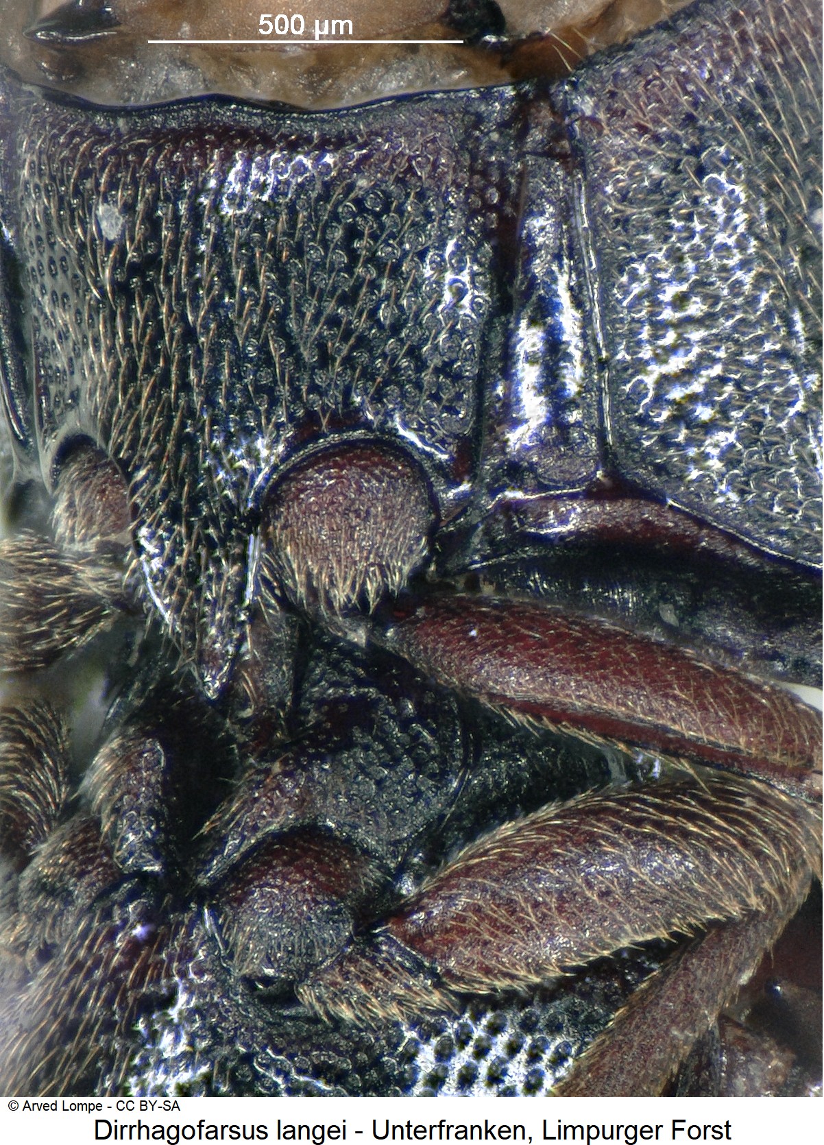dirrhagofarsus_langei_ck33921463_vbr.jpg