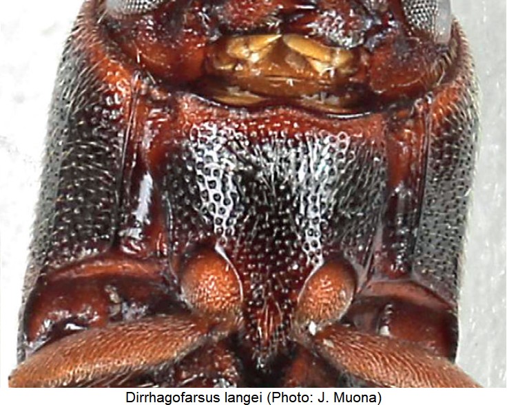 dirrhagofarsus_langei_vbr.jpg