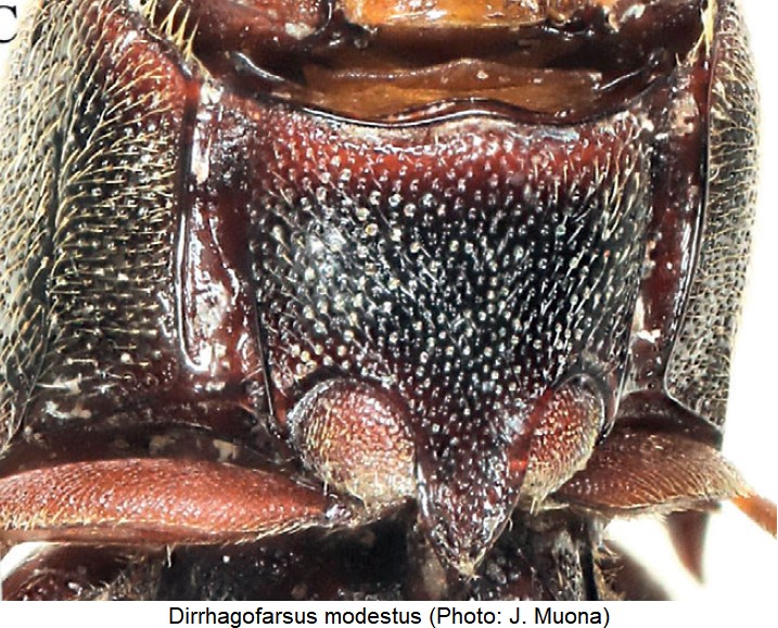 dirrhagofarsus_modestus_vbr-1.jpg