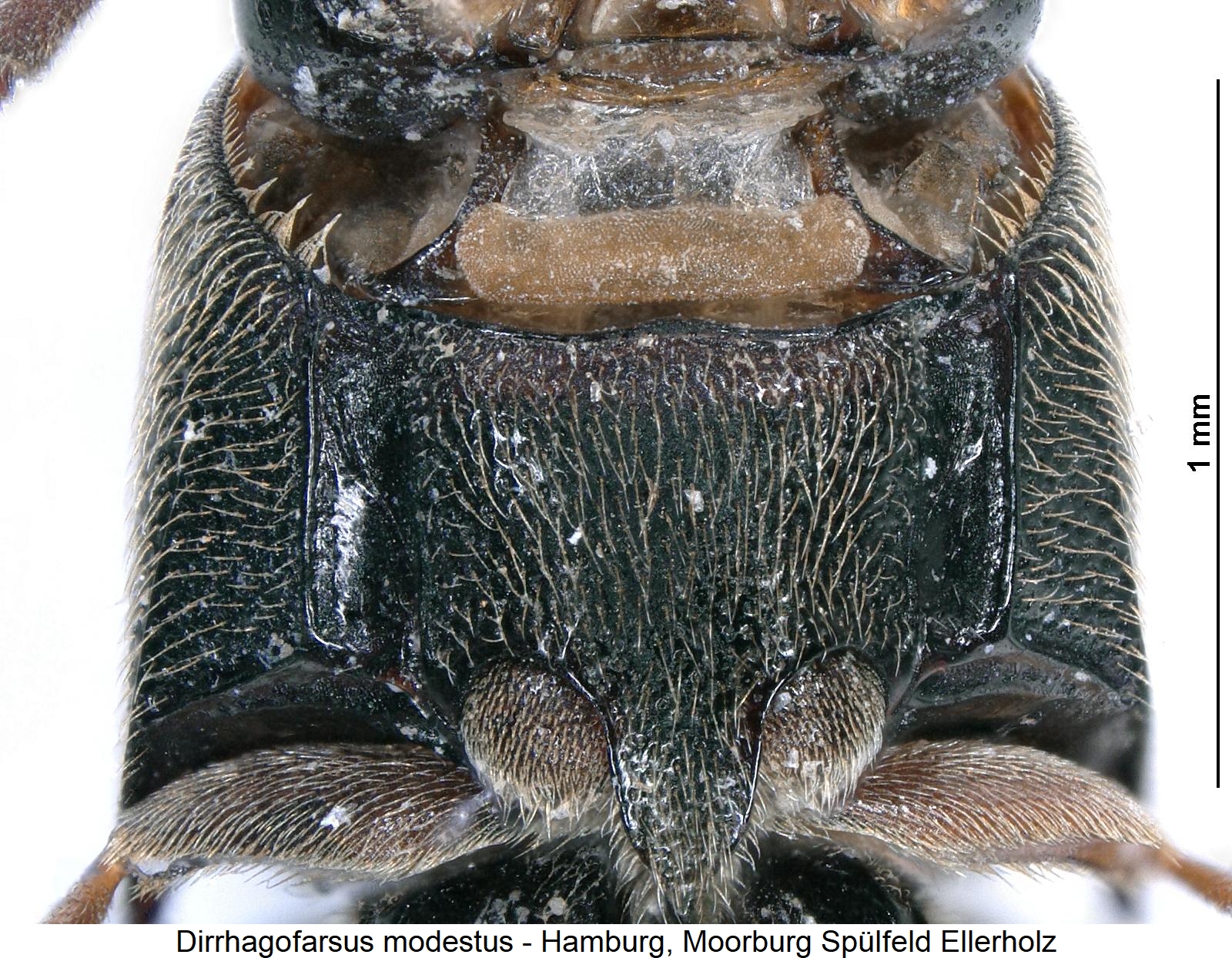 dirrhagofarsus_modestus_vbr.jpg
