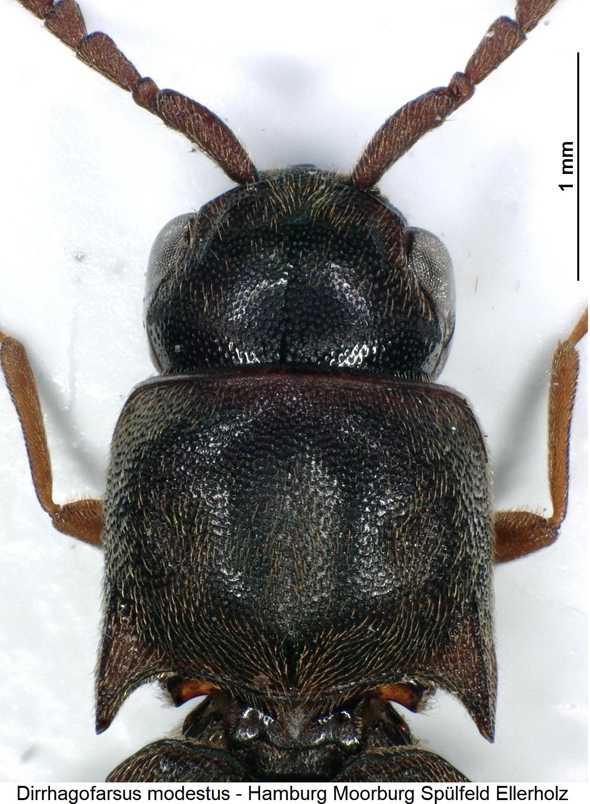 dirrhagofarsus_modestus_vk.jpg