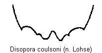 disopora_coulsoni_tergit.gif