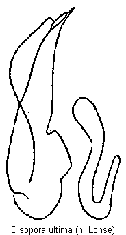 disopora_ultima.gif