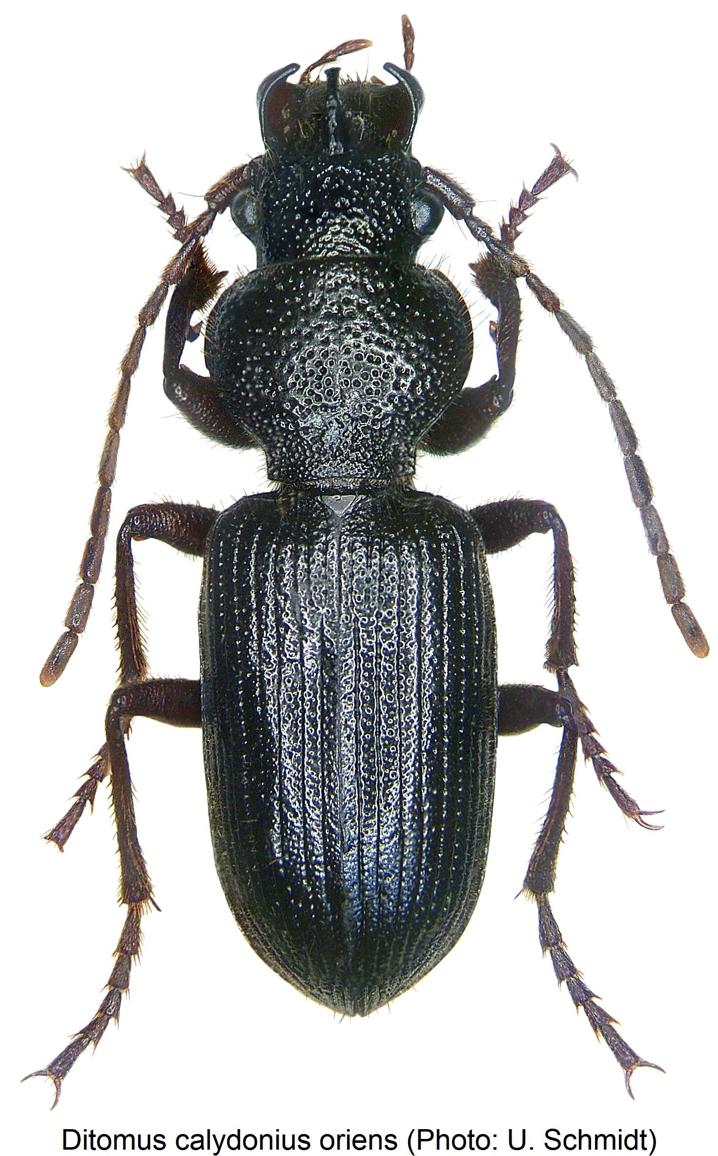 ditomus_oriens_hab.jpg