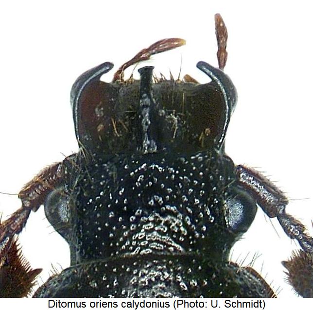 ditomus_oriens_k.jpg