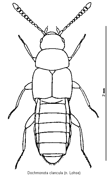 dochmonota_clancula_hab.gif