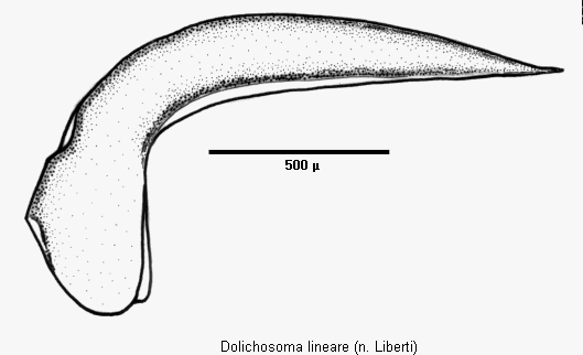 dolichosoma_lineare.gif