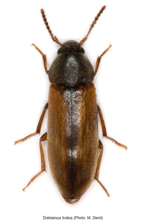 dolotarsus_lividus_hab.jpg