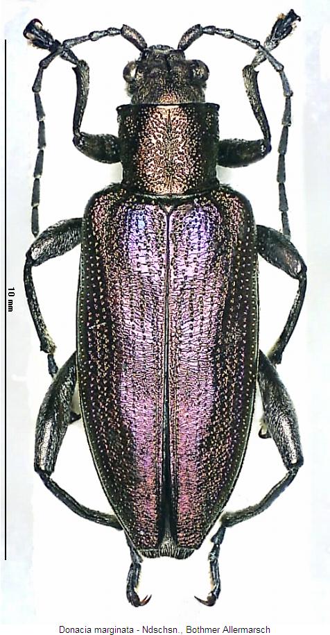 donacia_marginata_hab.jpg