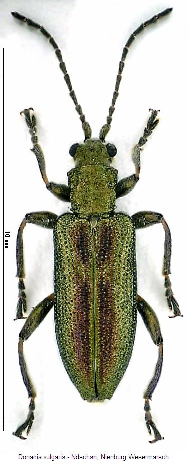 donacia_vulgaris_hab.jpg
