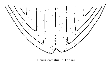 donus_comatus_fld.gif