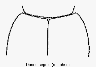 donus_segnis_fld.gif