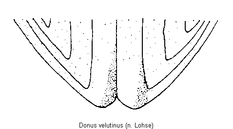 donus_velutinus_fld.gif