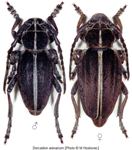 dorcadion_arenarium_hab.jpg