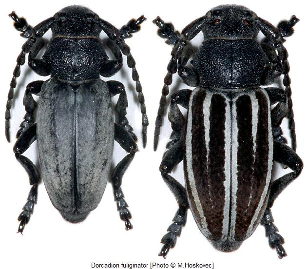 dorcadion_fuliginator_hab.jpg