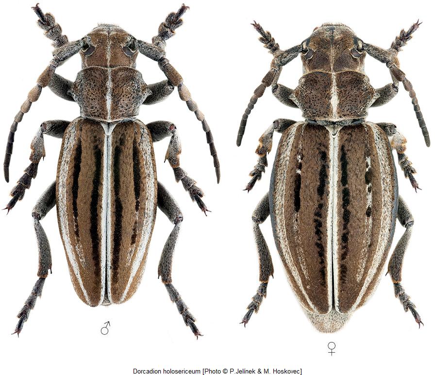 dorcadion_holosericeum_hab.jpg