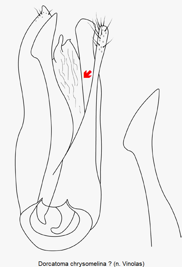 dorcatoma_chrysomelina1.gif