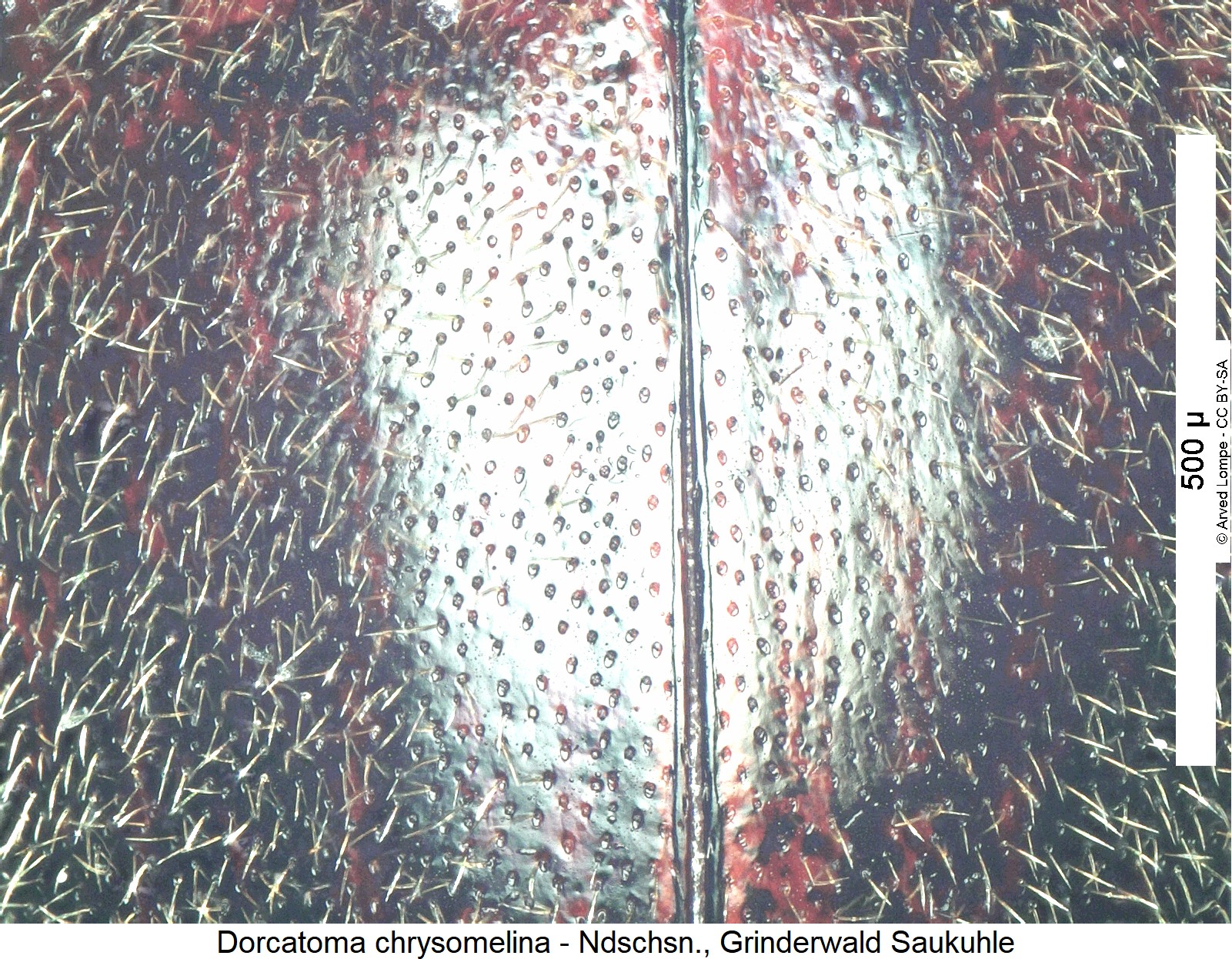 dorcatoma_chrysomelina_ms1.jpg