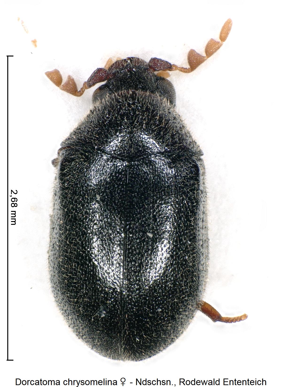 dorcatoma_chrysomelina_w_hab.jpg