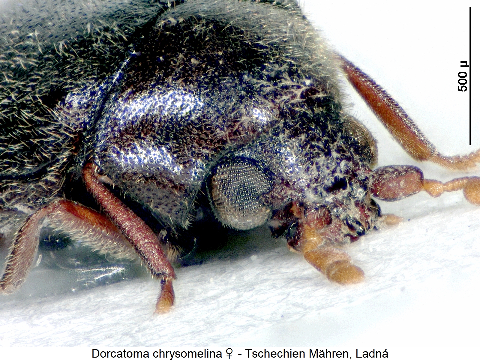 dorcatoma_chrysomelina_w_k.jpg