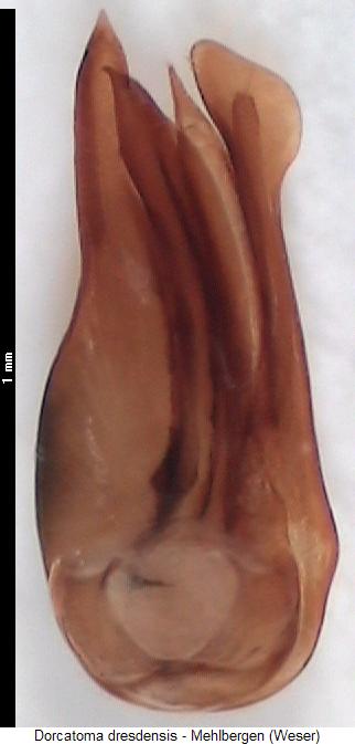 dorcatoma_dresdensis.jpg