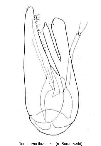 dorcatoma_flavicornis.gif