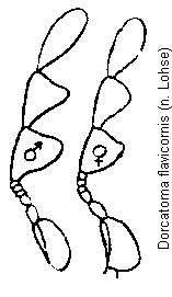 dorcatoma_flavicornis_f.gif